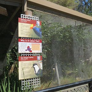 Violaceous Turaco / Spur Winged Lapwing Exhibit