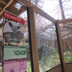 Bat Eared Fox Exhibit