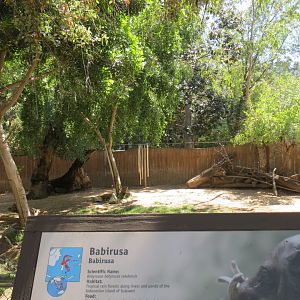 Babirusa Exhibit