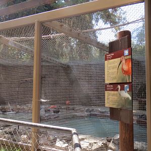 Scarlet Ibis / White Ibis Exhibit