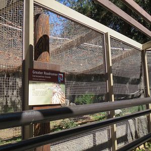 Greater Roadrunner Exhibit