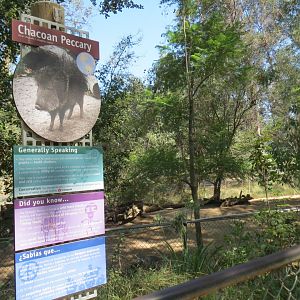 Chacoan Peccary Exhibit