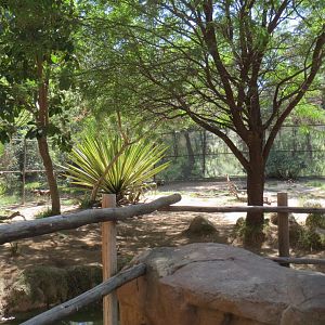 African Painted Dog Exhibit