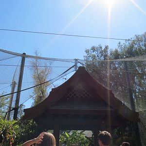 Orangutan Exhibit Overhead Passage