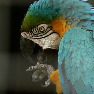 Blue-and-yellow Macaw - 8 August 2017