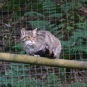 Scottish Wild Cat - 8 August 2017