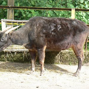 Lowland Anoa - 8 August 2017