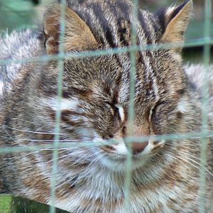 Amur Leopard Cat - 8 August 2017