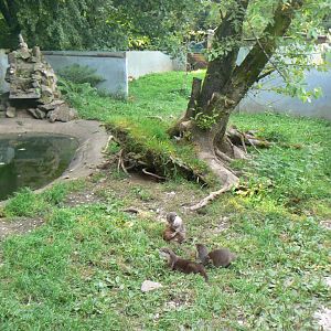 Asian Short-clawed Otter Enclosure - 8 August 2017