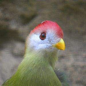 Red Crested Turaco