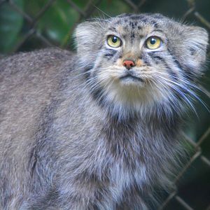 Pallas Cat