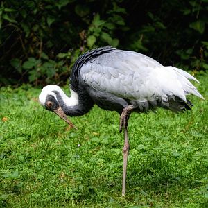 White Naped crane Young