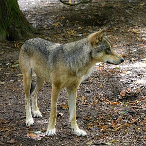 Ash Male European Wolf