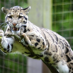 Clouded Leopard