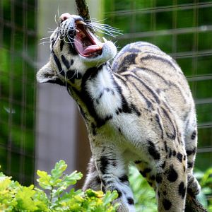 Clouded Leopard