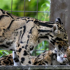 Clouded Leopards