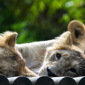 Asiatic Lions