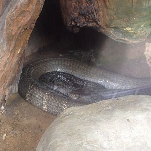 King Cobra (Ophiophagus hannah)