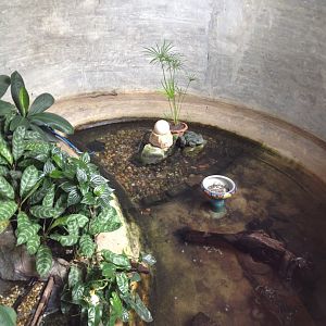 Puff-faced Water Snake, Rainbow Water Snake and Elephant Trunk Snake enclosure