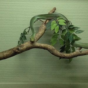 Red-tailed Rat Snake (Gonyosoma oxycephala)