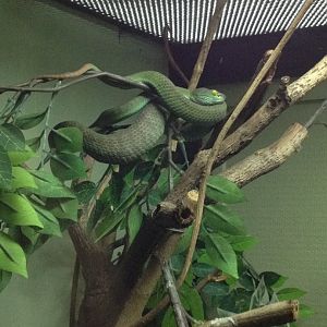 Big-eyed Pit Viper (Trimeresurus macrops)