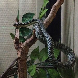 Ornate Gliding Snake (Chrysopelea ornata)