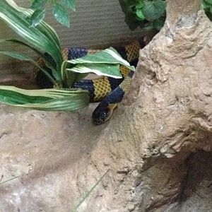 Banded Krait (Bungarus fasciatus)