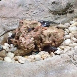 Red-tailed Pipe Snake (Cylindrophis ruffus)