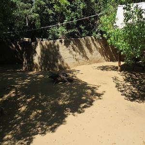 Western Gray Kangaroo / Koala Exhibit