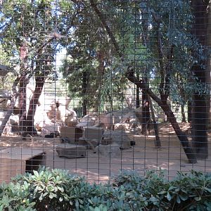 Yellow Footed Rock Wallaby Exhibit