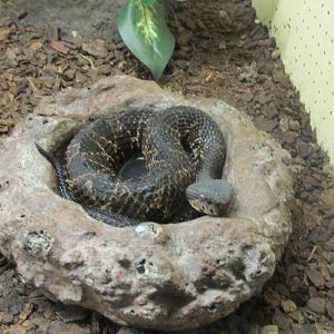tuxtlan jumping pit viper