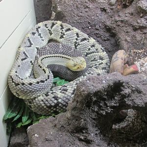 tropical rattlesnake