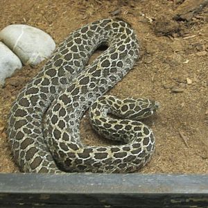 lance headed rattlesnake