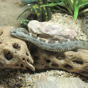 queretaro rattlesnake