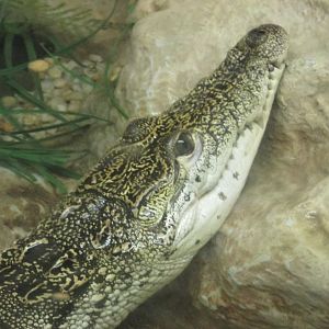 morelet´s crocodile