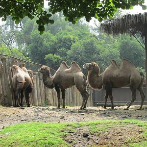 bactrian camels