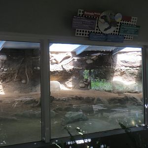 Komodo Dragon Exhibit