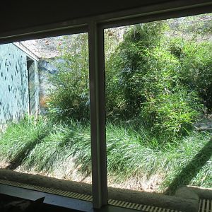 Komodo Dragon Exhibit