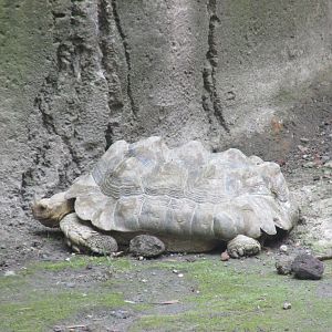 sulcata tortoise