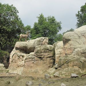 desert bighorn sheep exhibit