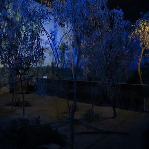 Woylie / Sugar Glider / Southern Hairy Nosed Wombat Exhibit