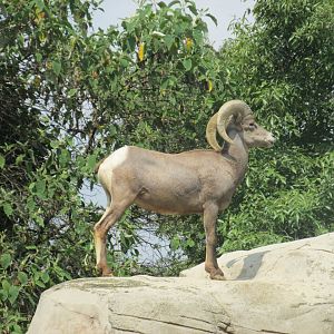 desert bighorn sheep
