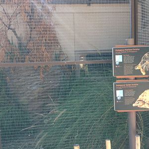 The Lair - Madagascar Spider Tortoise / Madagascar Radiated Tortoise Exhibit