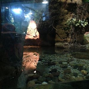 The Lair - Chinese Giant Salamander Exhibit