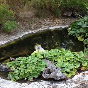 The Lair - Griffith Park Natives Pond