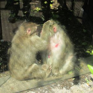 japanese macaques