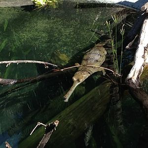 Indian Gharial (River Terrapins Live In The Exhibit As Well.)