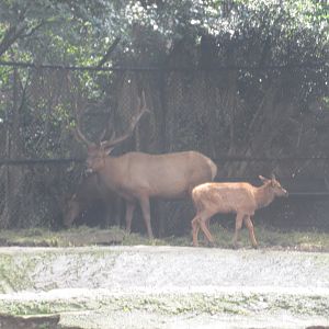 elk