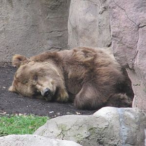 european brown bear