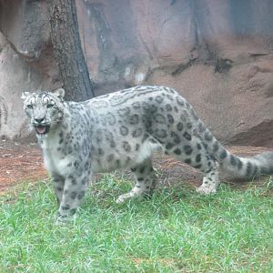 snow leopard
